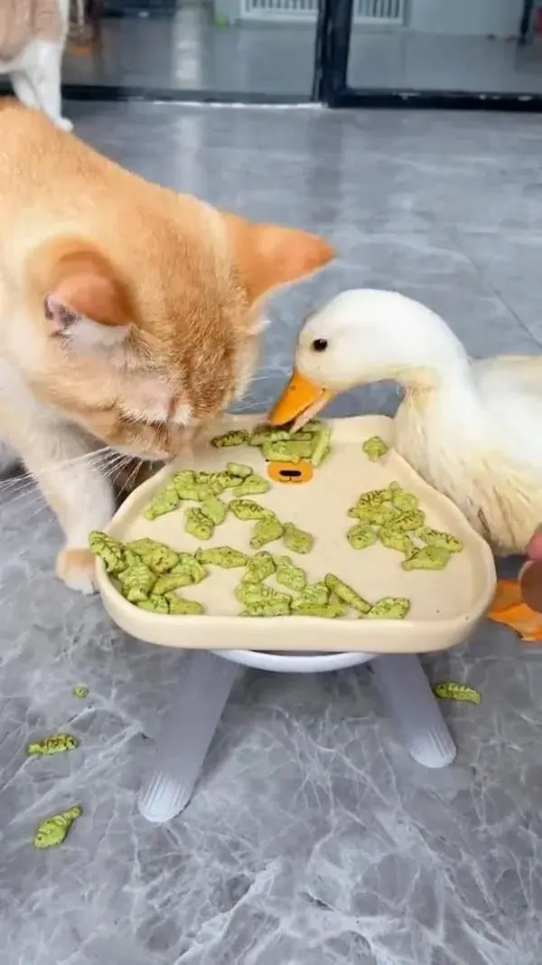 Why do ducks eat cats food? #funny #cat #cute #funny #cat #cute #pet#catlovers #pets #animallovers