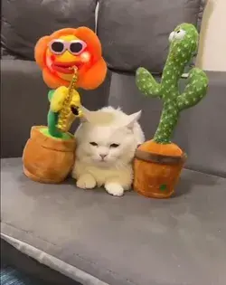 Cat tortured by toys