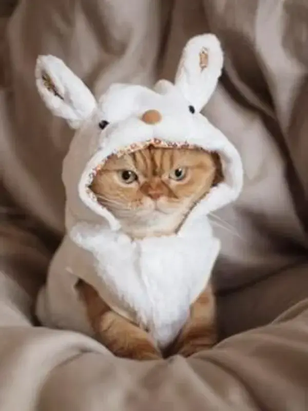 CATS in  Adorable COSTUMES for Halloween | DIY Cat Halloween Costumes | Best  coustumes for cats.