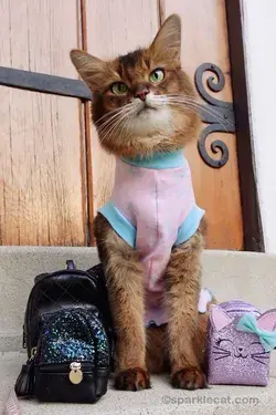 Cat Shows Off Her Tiny Backpacks in Adorable Short Video