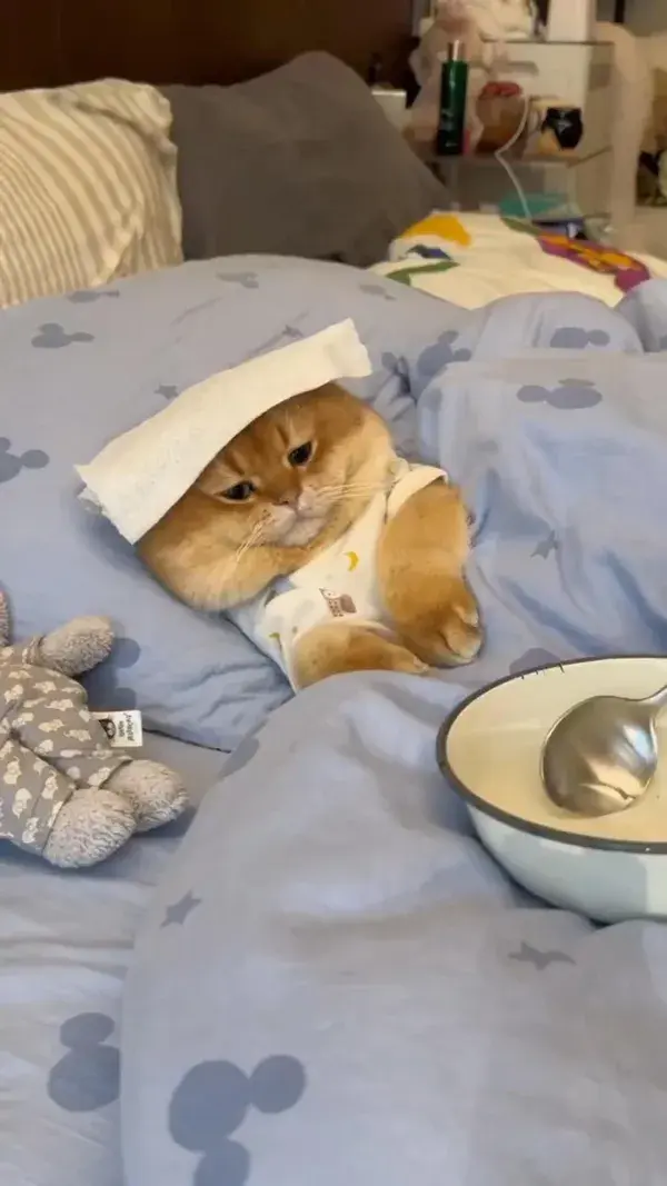 Meowwmy I’m sick 🤒 🤧vid via catfreeworld3 on IG