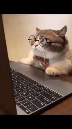 Cat Meme | Funny Cat Videos 2022 😀