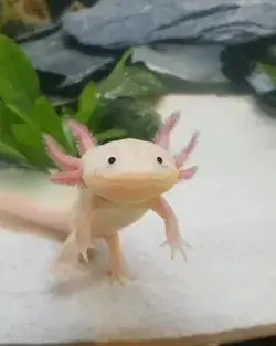 Cute Axolotl enjoying its Tank