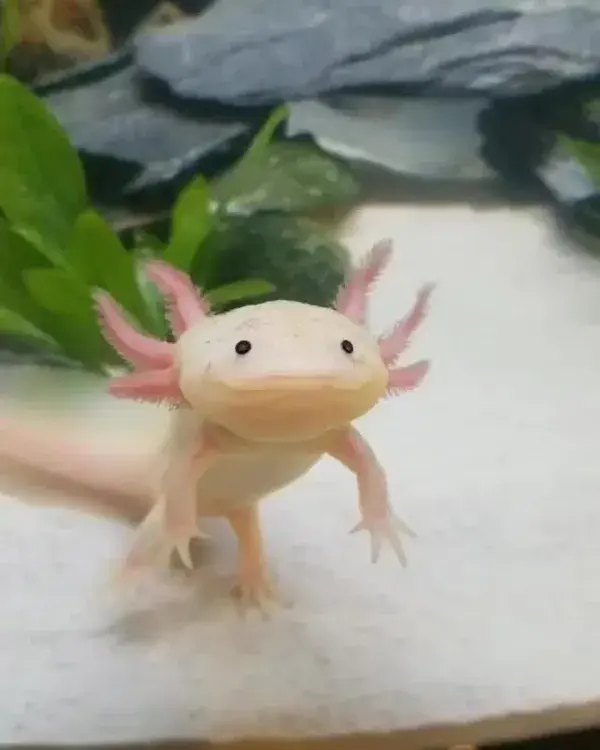 Cute Axolotl enjoying its Tank