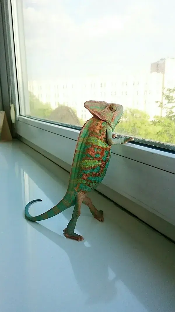 pet chameleon pets chameleons cute animals art chameleon enclosure pet portrait pets animal petting