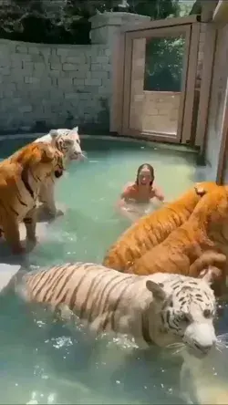 Man swims with his tigers