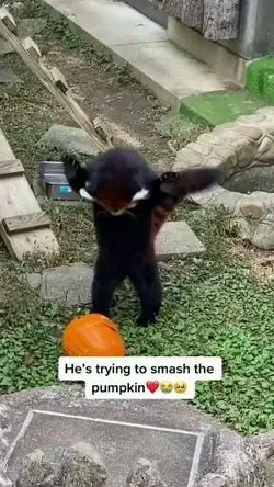 he's trying to smash the pumpkin❤