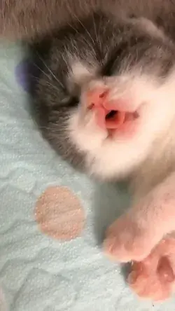 Kitten cute’ 🍼🎠❤️