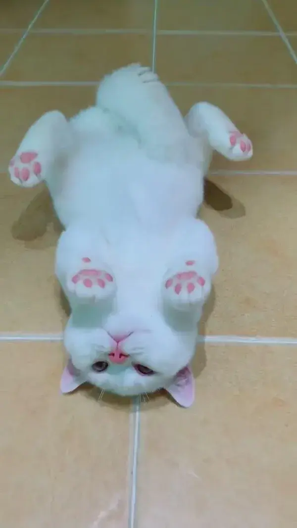 Look at the pink paws meow meow