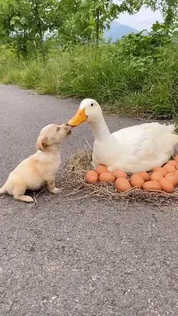 White Mother Duck and Maltese Dog Sitting On Hatching Ducklings Eggs| Kissing Dog and Duck