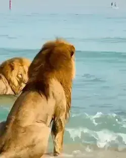 lion in the sea