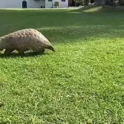 TIL pangolins walk on their hind legs 