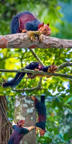 Giant Technicolor Squirrels Are Real