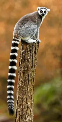 A ring-tailed lemur