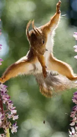 30 Beautiful Squirrel Pictures to Help You Relax & Unwind - Animal Wallpaper Animal Tattoo Aesthetic