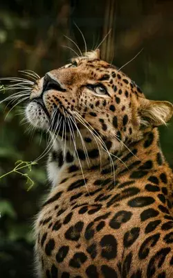 30 Jaw-Dropping Jaguar Pictures - Watch the Video for More- Animal Wallpaper Aesthetic Animal Tattoo