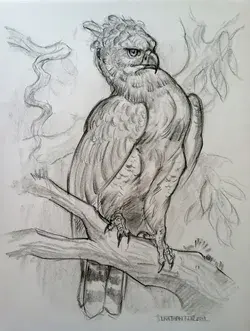 American harpy