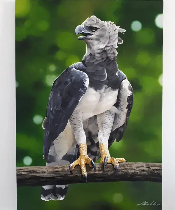 Harpy Eagle: A most Powerful Bird of Prey in the World! unique animals | rare animals | cool animal