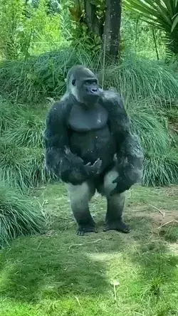 Monky