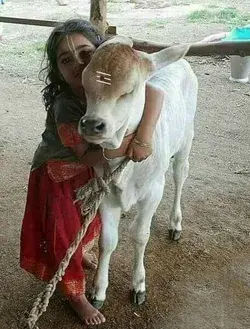 In Indian culture, cow is treated as a family member and as a God