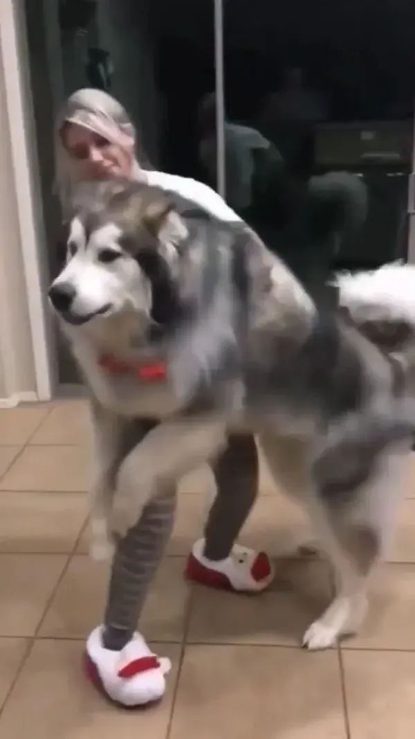 What a heavy and fluffy husky boi