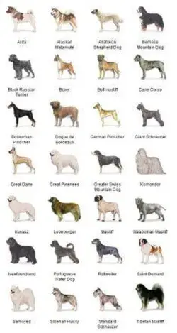 Which dog breed to choose?