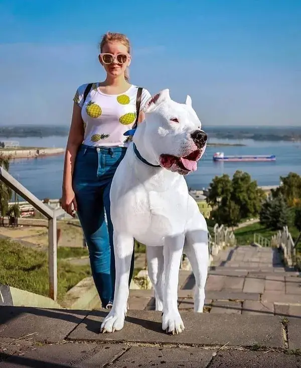 Dogo Argentino Dog ! A Strong, Fearless & Powerful Dog | Argentino Dog | Argentenian Mastiff   The D