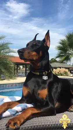 Doberman Pinscher