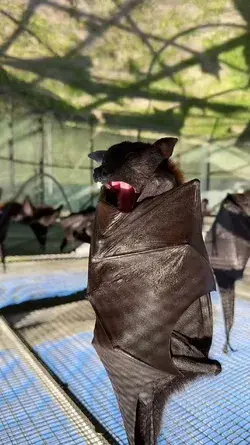 big yawn #bats #lubeebats #cute