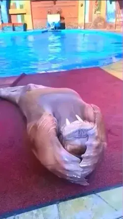 Seal doing sit-ups