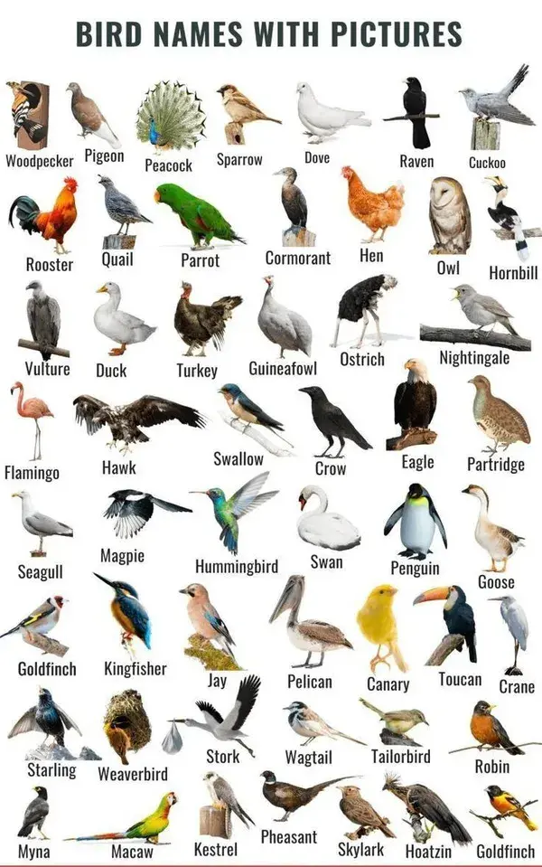 Birds List in English with Pictures Vocabulary