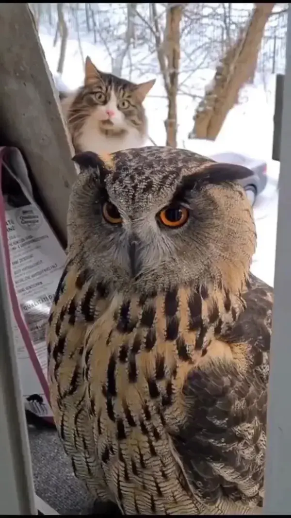 When Owl Meets Cat