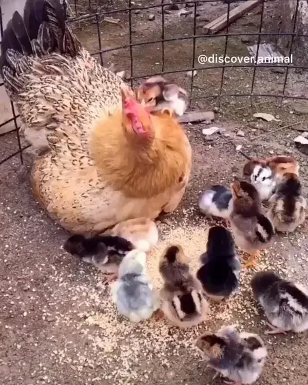 I don’t want to leave you mommy 🐔😠