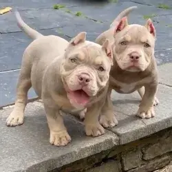 Pitbull Terrier