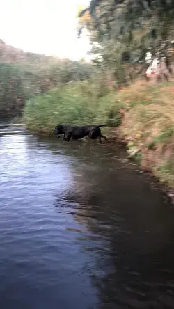 Питбуль американский чёрный собака