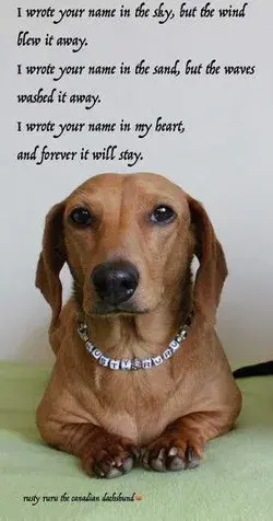 Dachshund Dog Quote