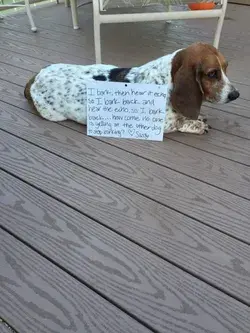 Amazing Teacup puppies