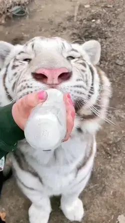 still loves his bottles! 🧡🐯 ⁣-⁣⁣⁣⁣ ⁣⁣⁣⁣⁣⁣⁣ Share this with someone