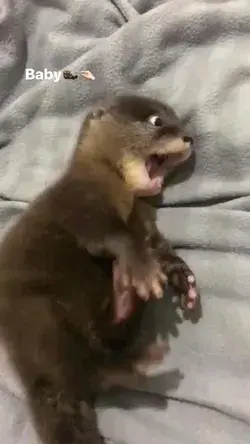 Baby Otter