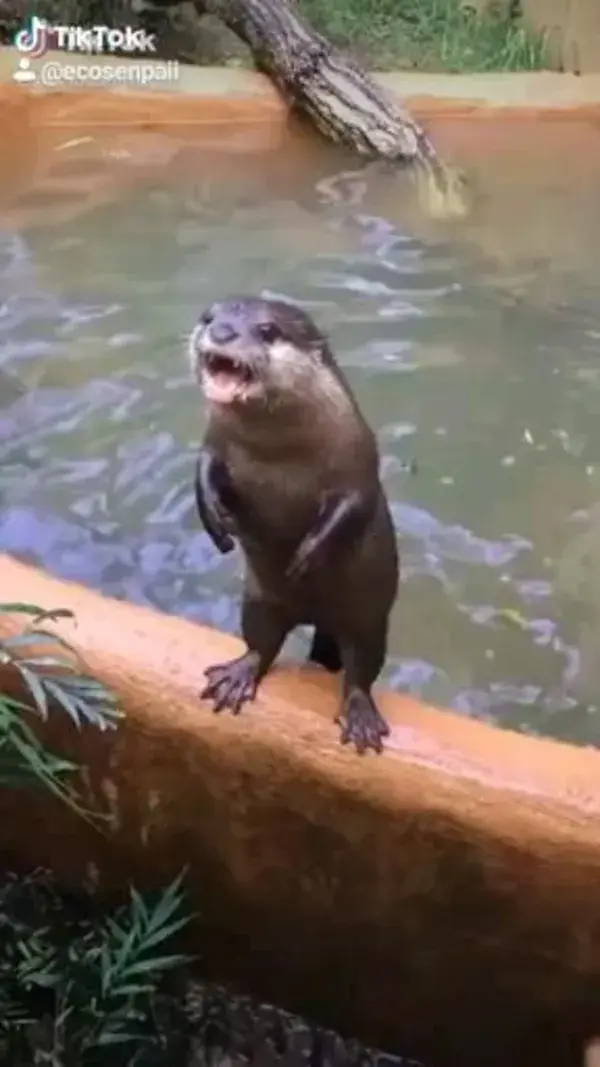 🤔What do you want to say?😅
follow @ecosenpai❗ because you want more👍🙌😍😅The best animals videos