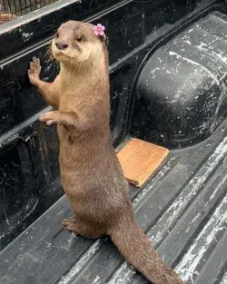 lady otter want to hawaii