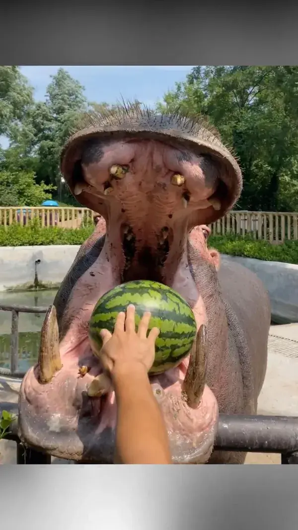 😂😂Look at this hippo eating watermelon🍉🍉