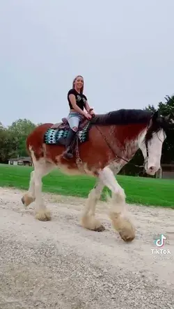 Horsey Tiktok of the day!