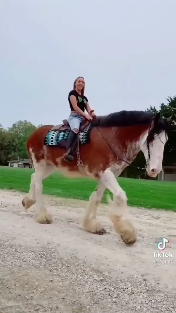 Horsey Tiktok of the day!