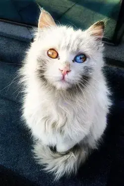 This Cat Has The Power To Mesmerize