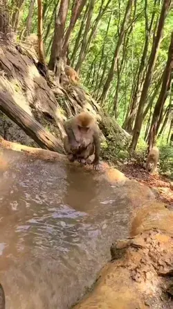 Cute macaques