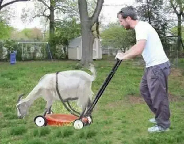 Baseball Field Equipment For Those Without Goats