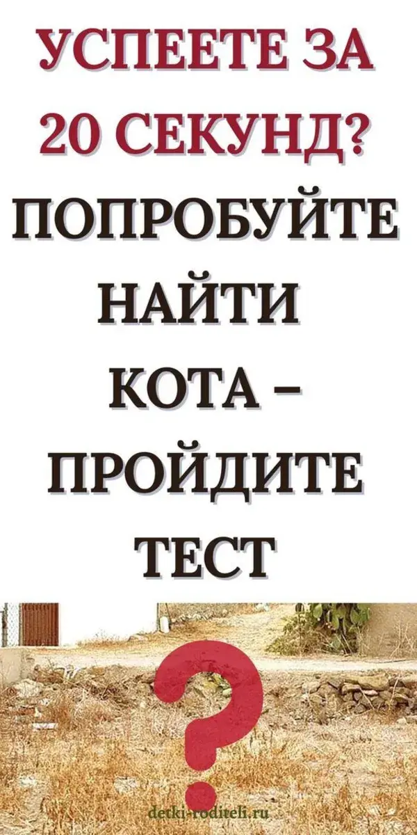 Успеете за 20 секунд? Попробуйте найти кота – пройдите тест