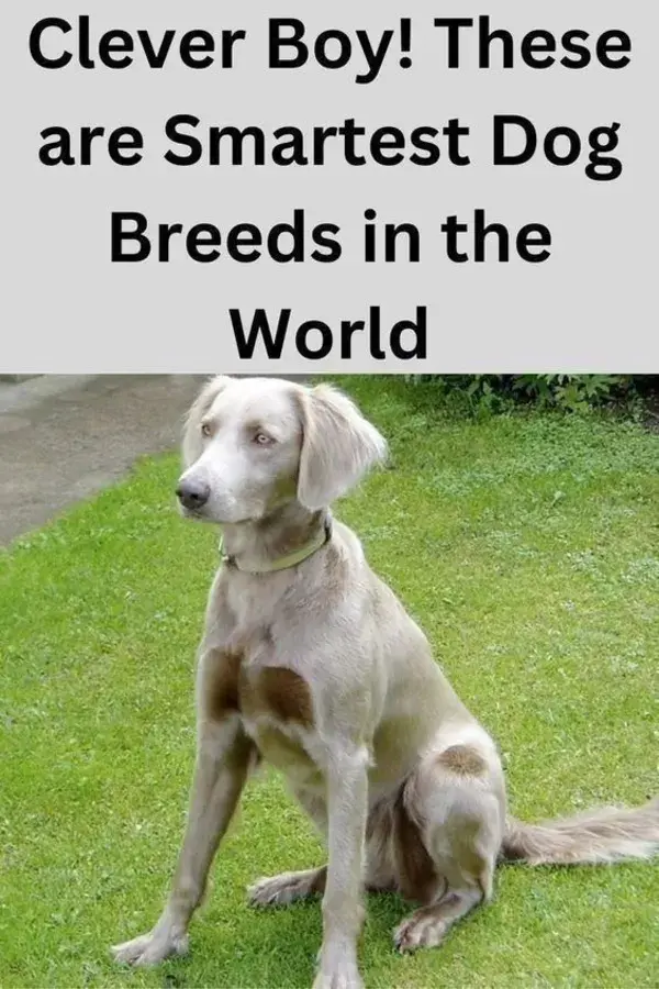 Clever Boy! These are Smartest Dog Breeds in the World