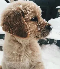 Snowy Golden Retriever Puppy